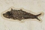 Multiple Fossil Fish (Diplomystus & Knightia) - Wall Mount #300107-4